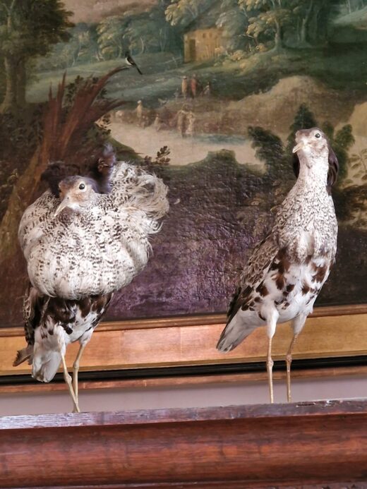 two stuffed birds in a french museum in Douai, france