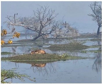 The purpose of this image is to illustrate the idea that if you step back and look, you might see a bigger picture.  Deer sitting resting on an island in a bird sanctuary.